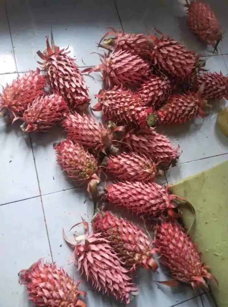 Nanas muda segar