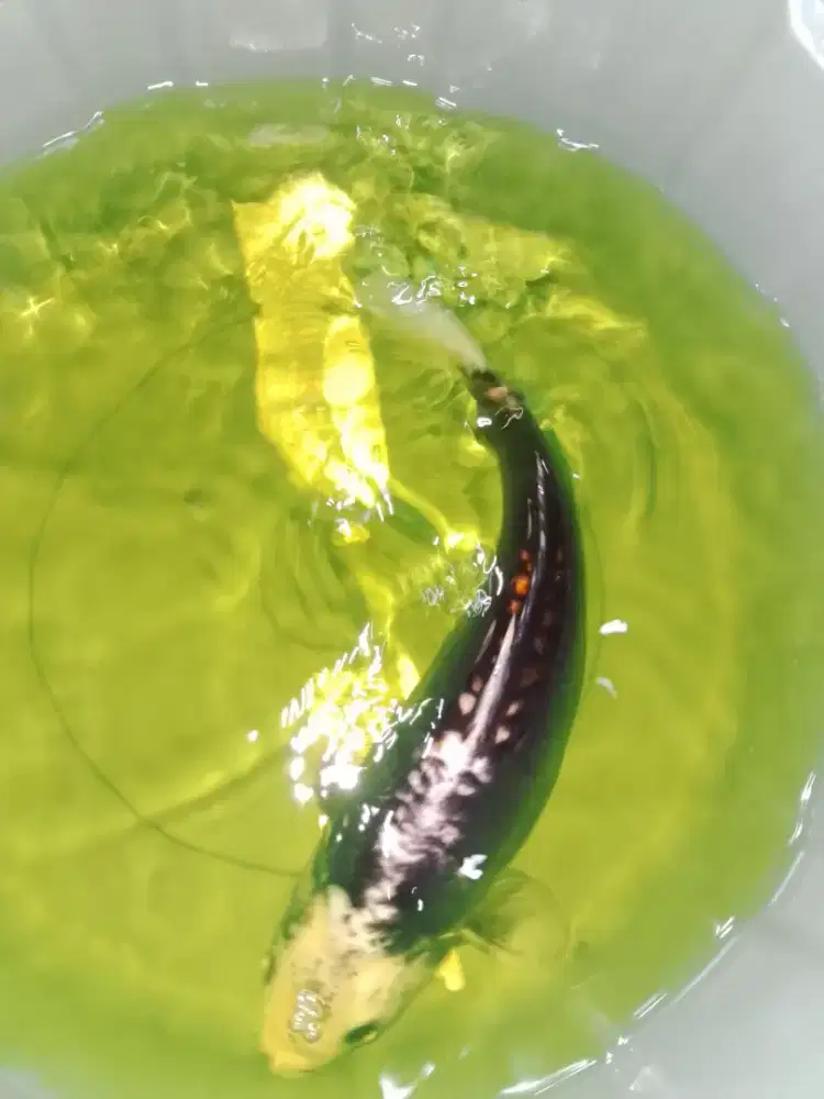 Ikan koi jenis Kumonryu 39cm