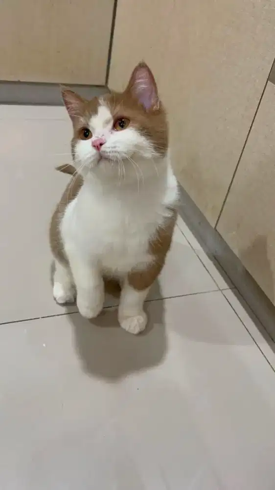 BSH British Shorthair Bicolor Cinnamon Jantan