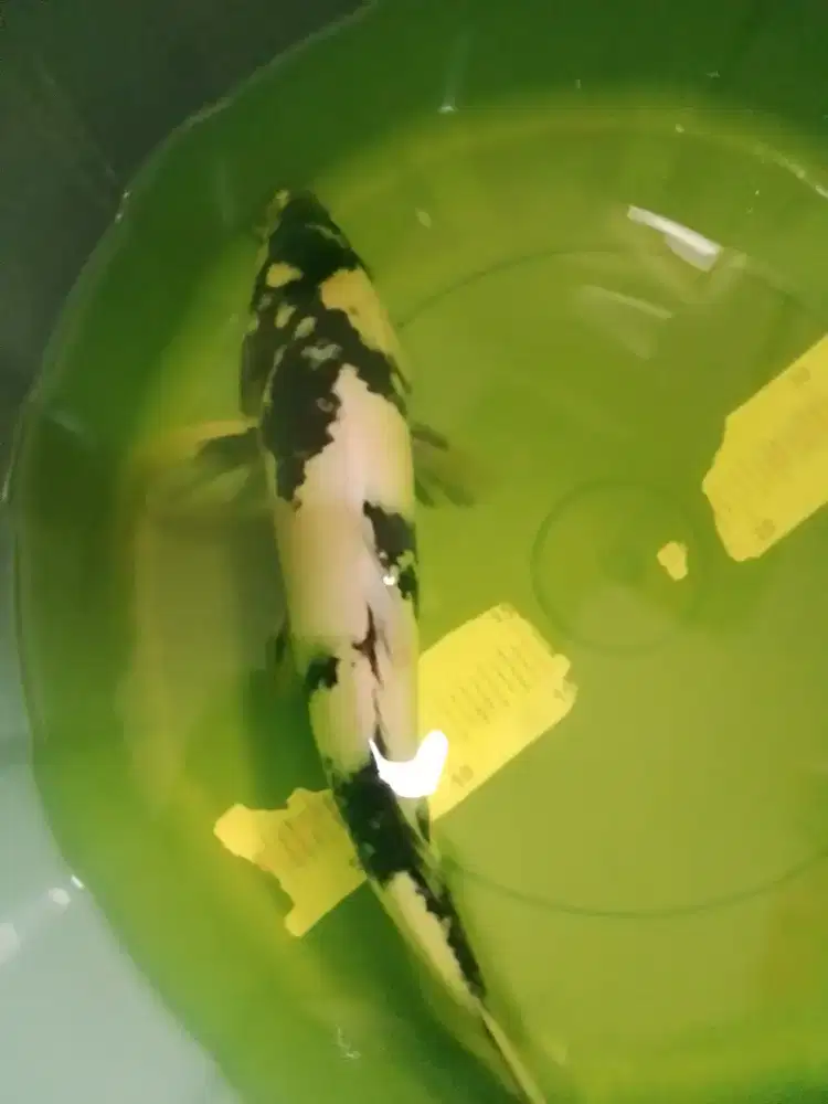 Ikan koi jenis Shiro 35cm