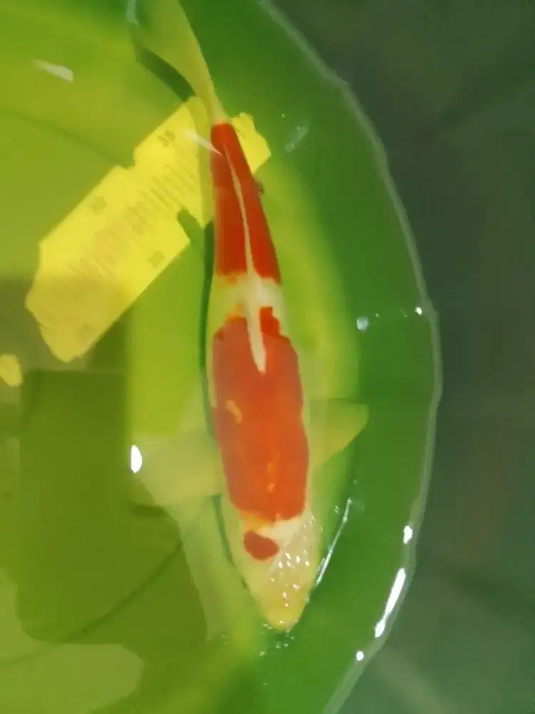 Ikan koi jenis Kohaku Doitsu 30cm
