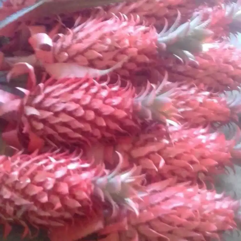 Nanas muda / nanas merah