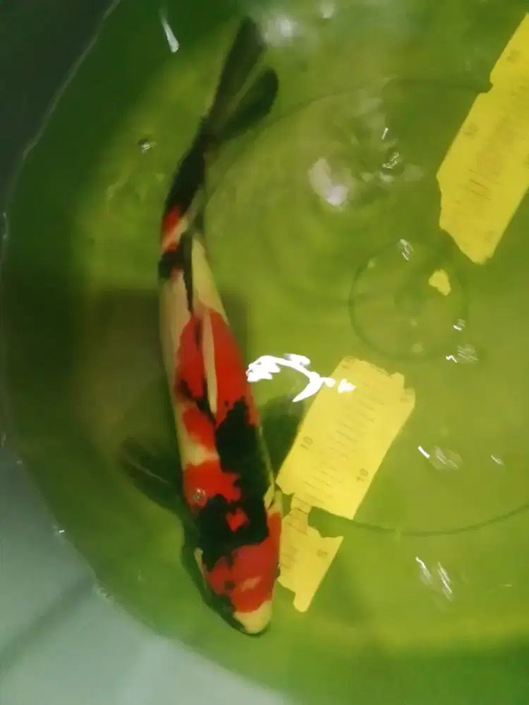 Ikan koi jenis Showa 34cm