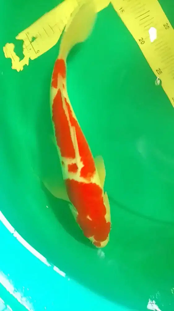 Ikan koi jenis Kohaku 40cm warna merah strong