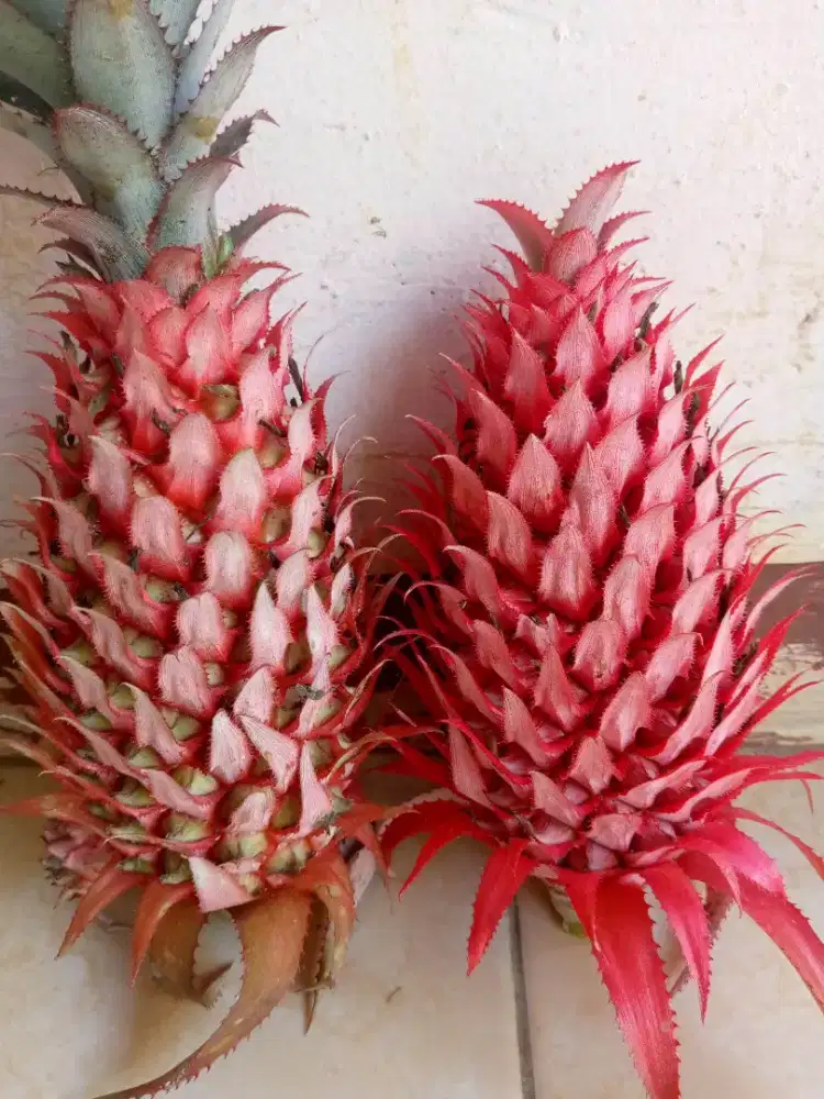 Nanas muda / nanas merah segar