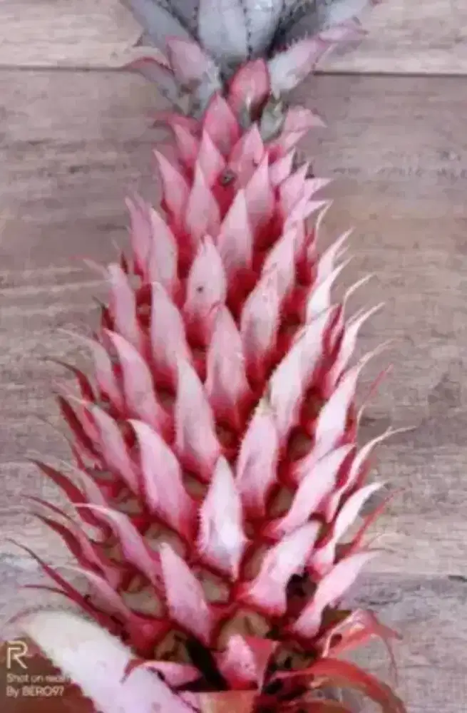 Buah nanas muda / nanas merah