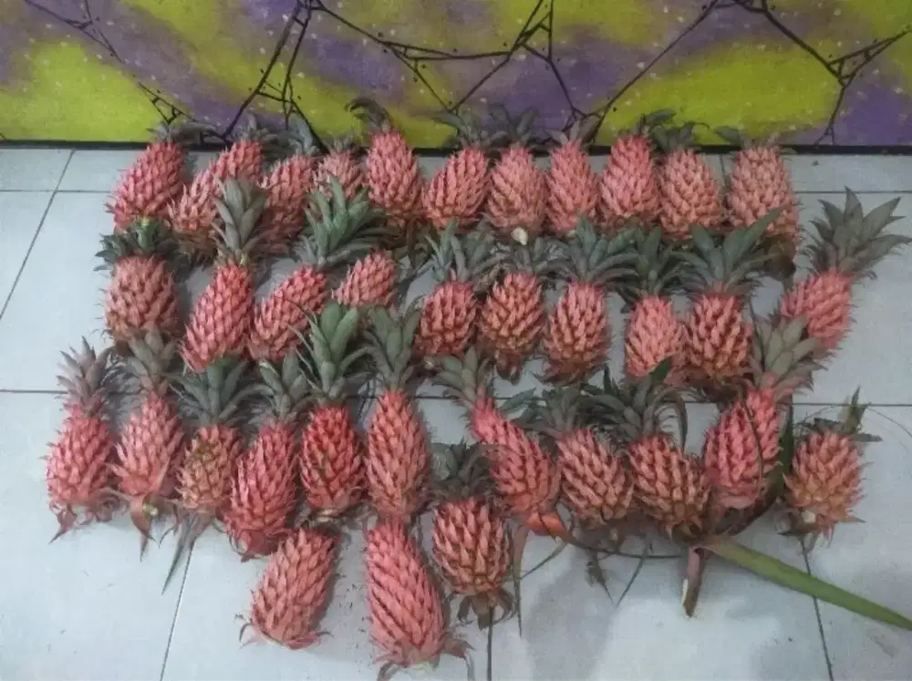 Buah nanas merah / nanas muda segar
