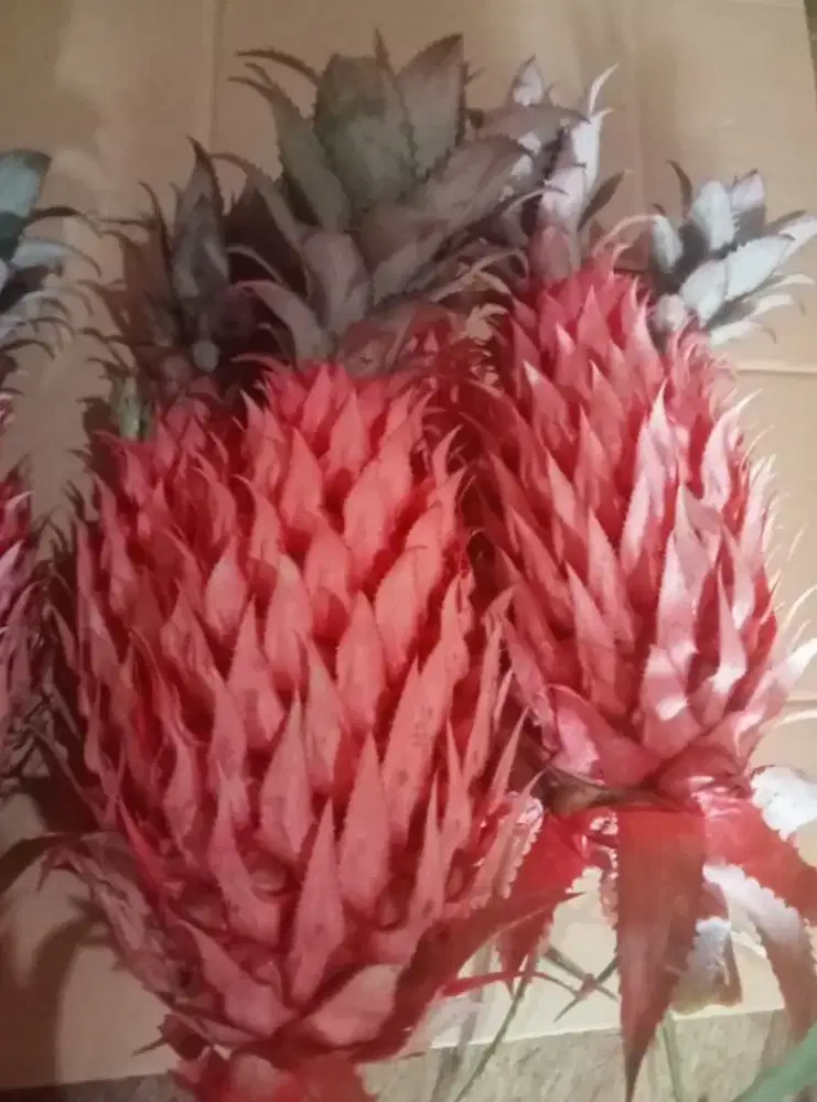 Buah nanas muda merah fresh