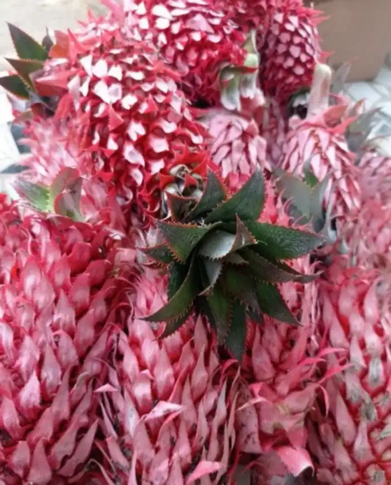 Buah nanas muda
