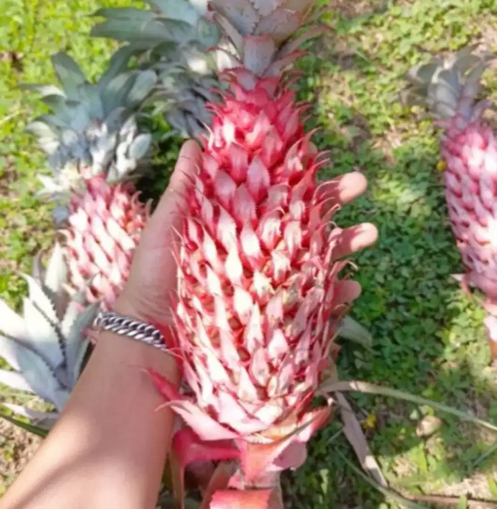 Buah nanas merah