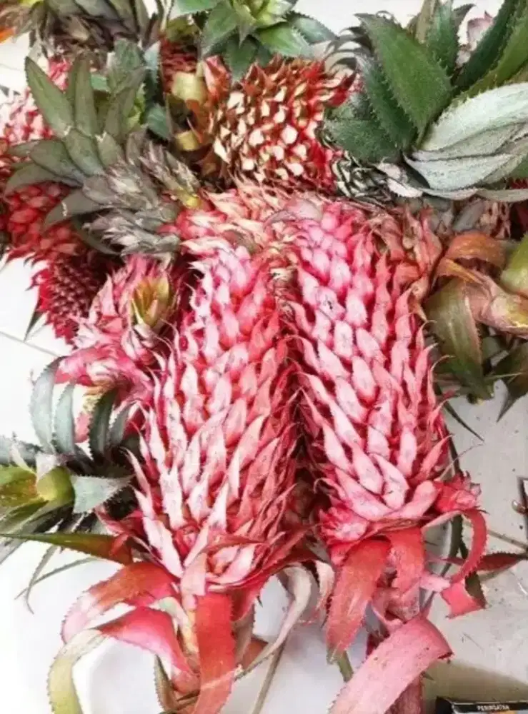 Jual nanas muda / nanas merah