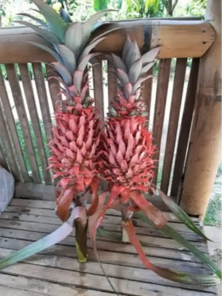 Jual nanas muda / nanas merah segar