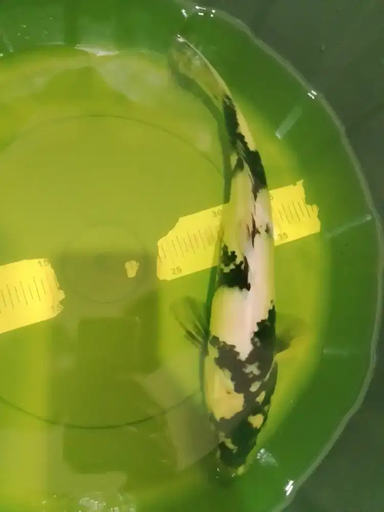 Ikan koi jenis Shiro 35cm
