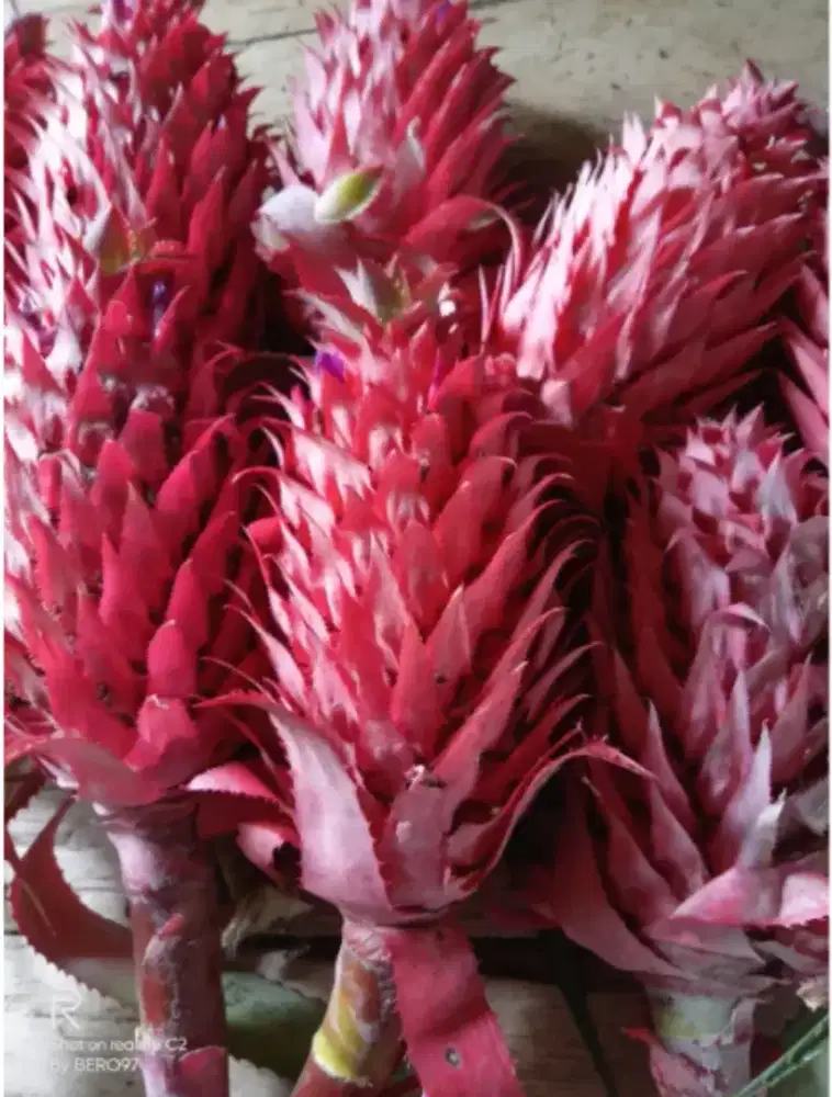 Jual nanas muda / nanas merah terdekat