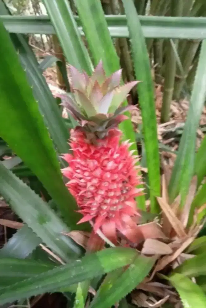 Jual buah nanas muda / nanas merah