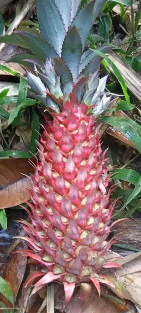 Jual buah nanas merah