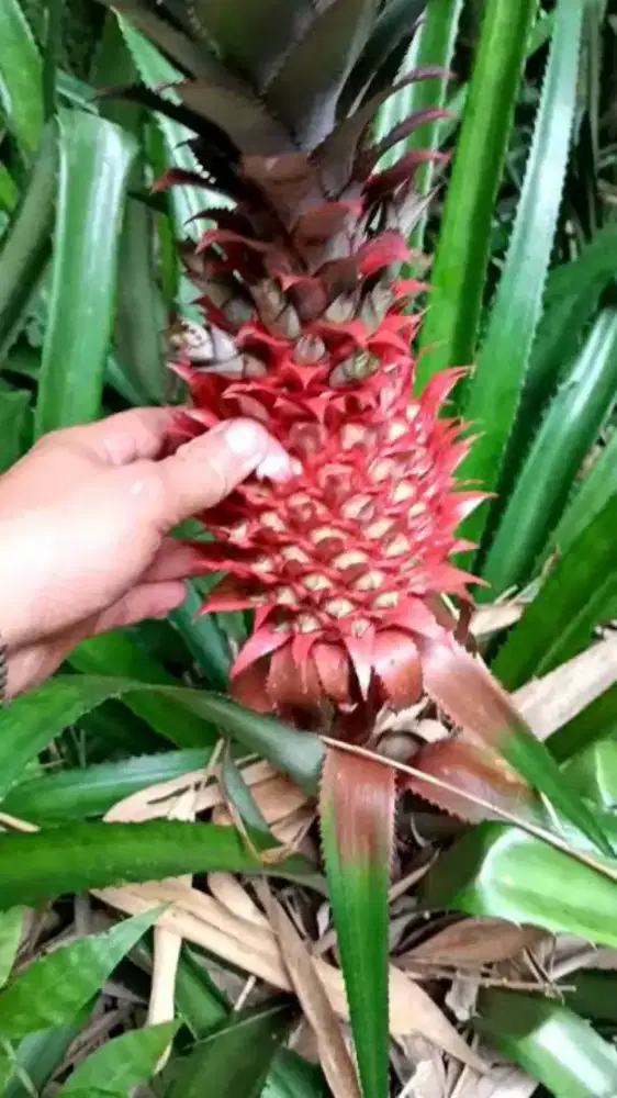 Jual buah nanas merah / nanas muda fresh