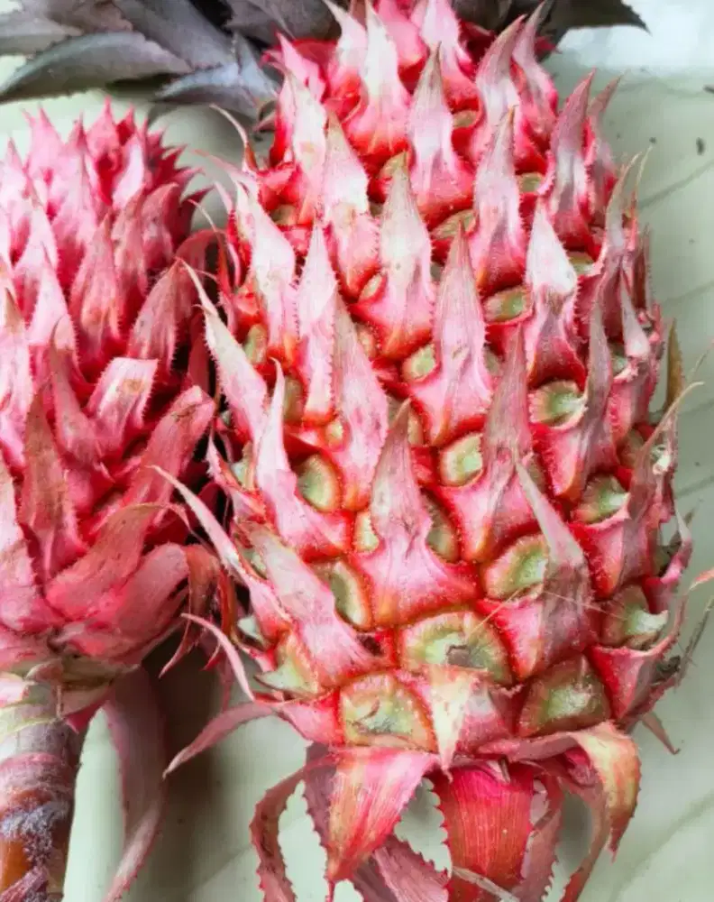 Jual buah nanas merah fresh