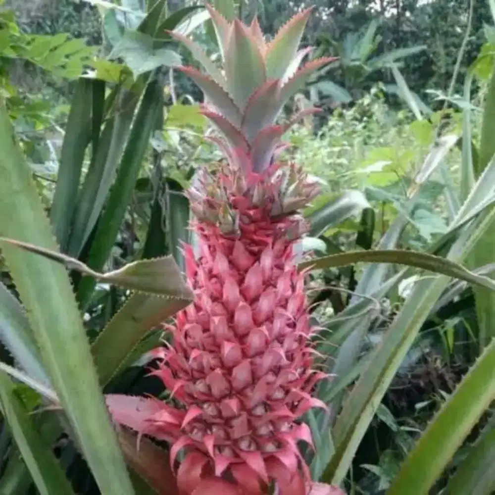 Menjual nanas muda / nanas merah
