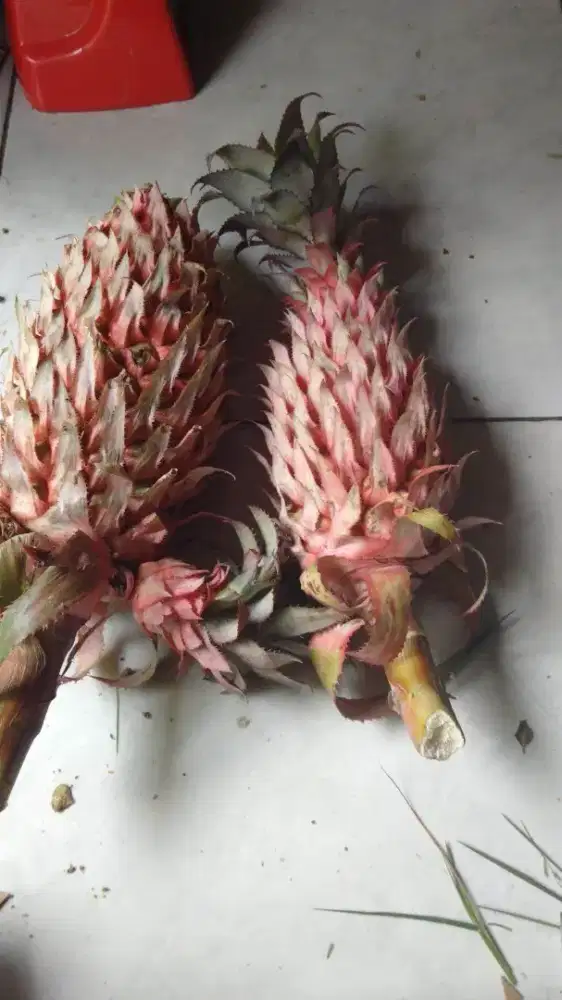 Menjual buah nanas muda / nanas merah