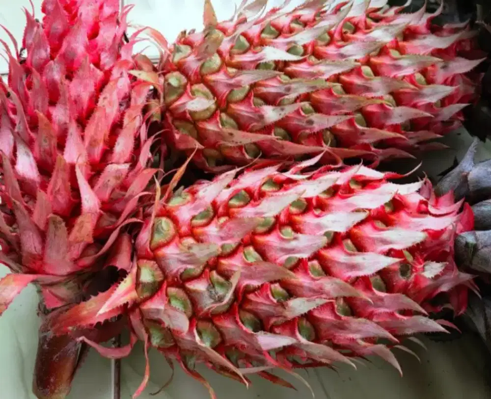 Menjual nanas muda / nanas merah