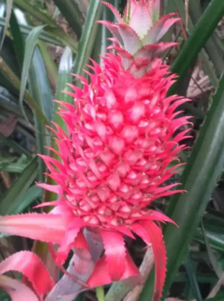 Menjual buah nanas muda / nanas merah
