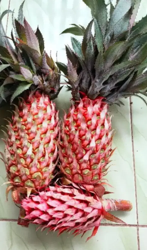 Menjual buah nanas muda merah segar
