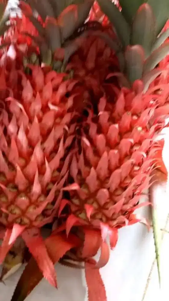 Menjual nanas muda / nanas merah fresh