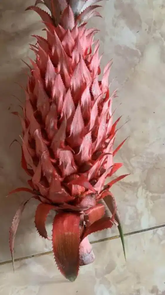 Menjual nanas merah / nanas muda fresh