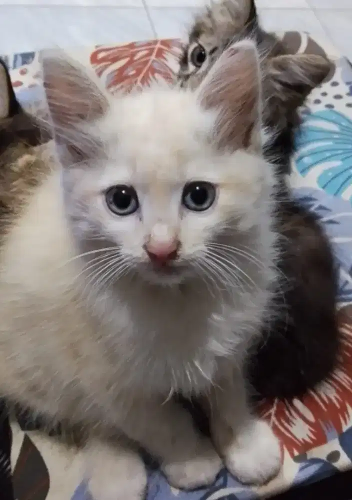 Persia medium betina 3 bln