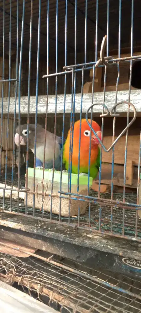 lovebrid dah  nelor