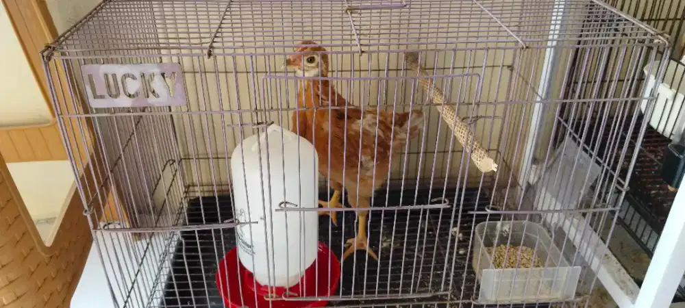 Ayam dan kandang nya full set