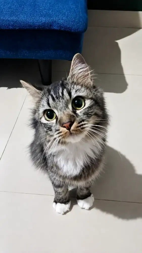 KUCING PERSIA JANTAN