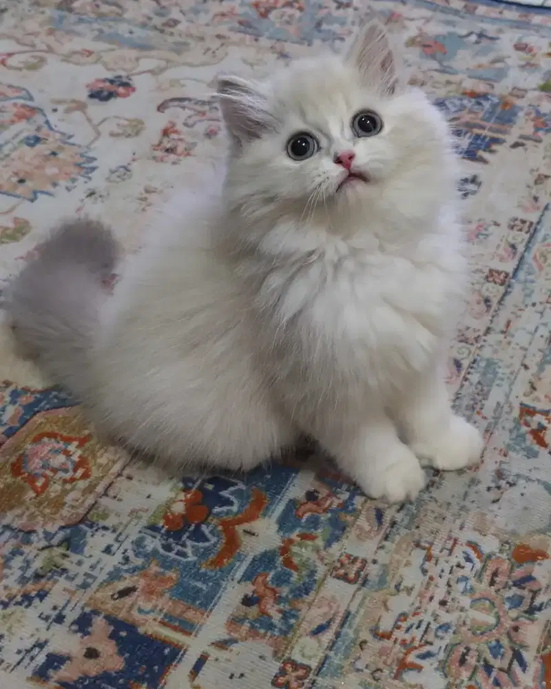 Ragdoll jantan 2,5bln