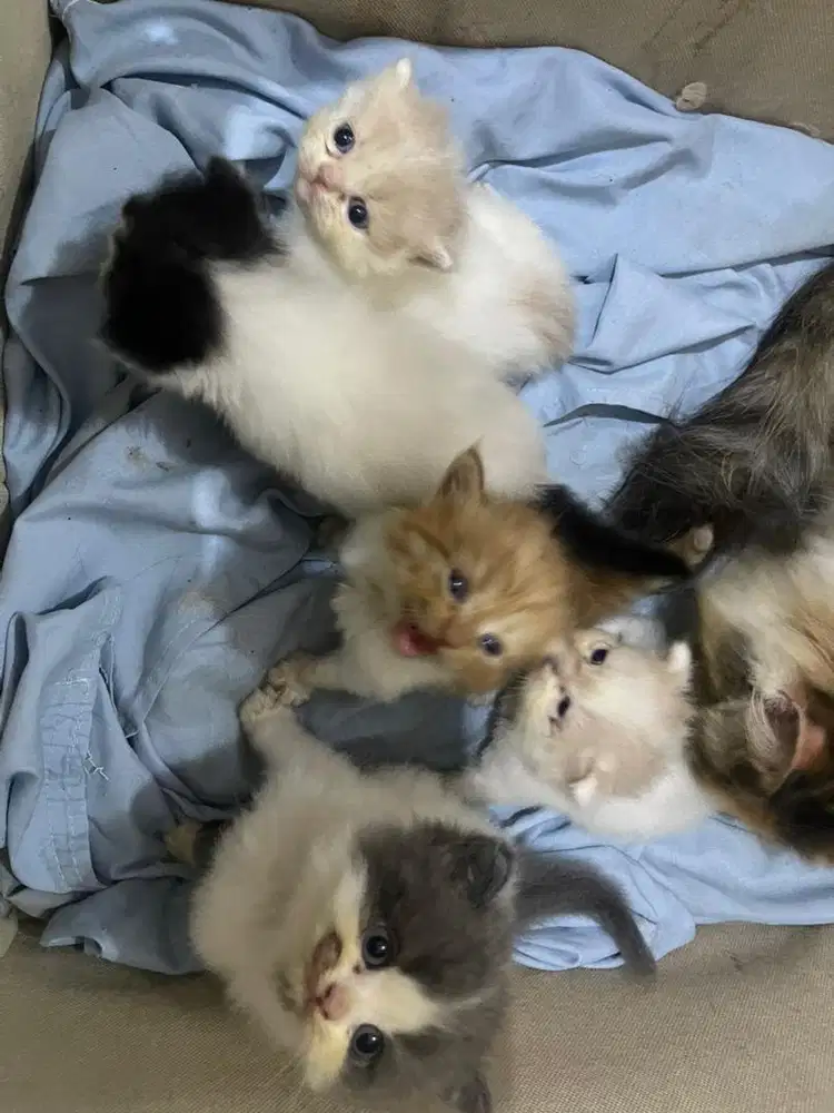 Dijual Anakan Kucing Persia