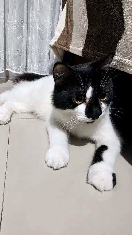 KUCING PERSIA BETINA
