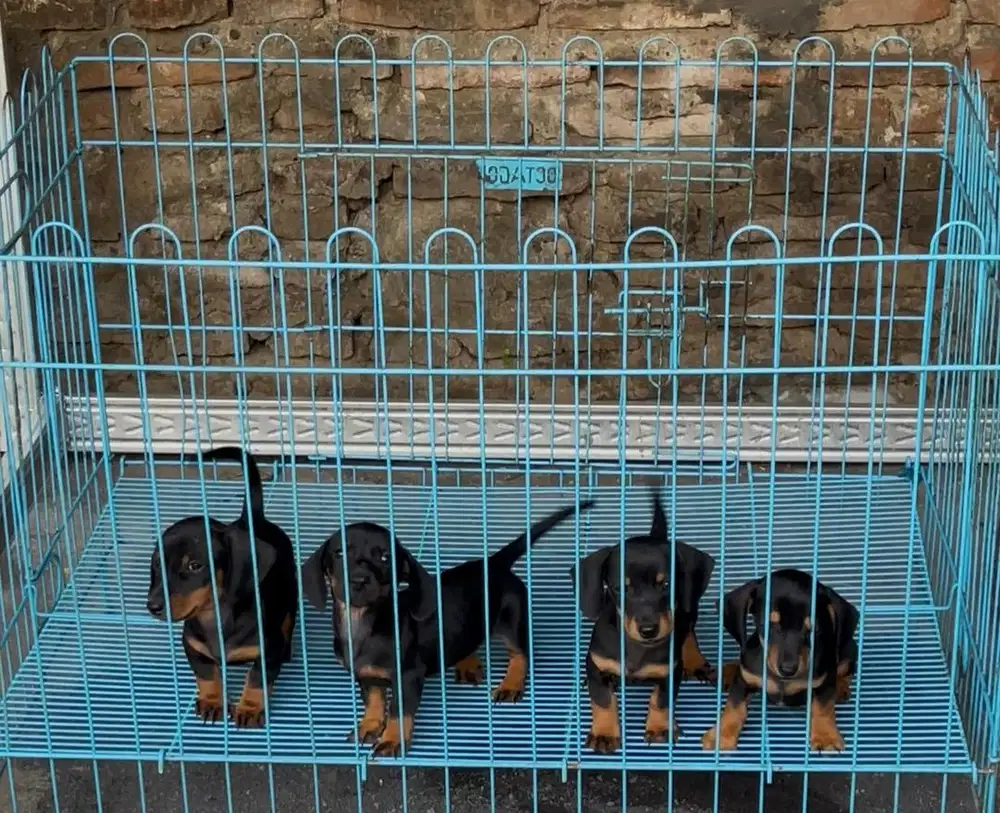 Tekel / dachshubd