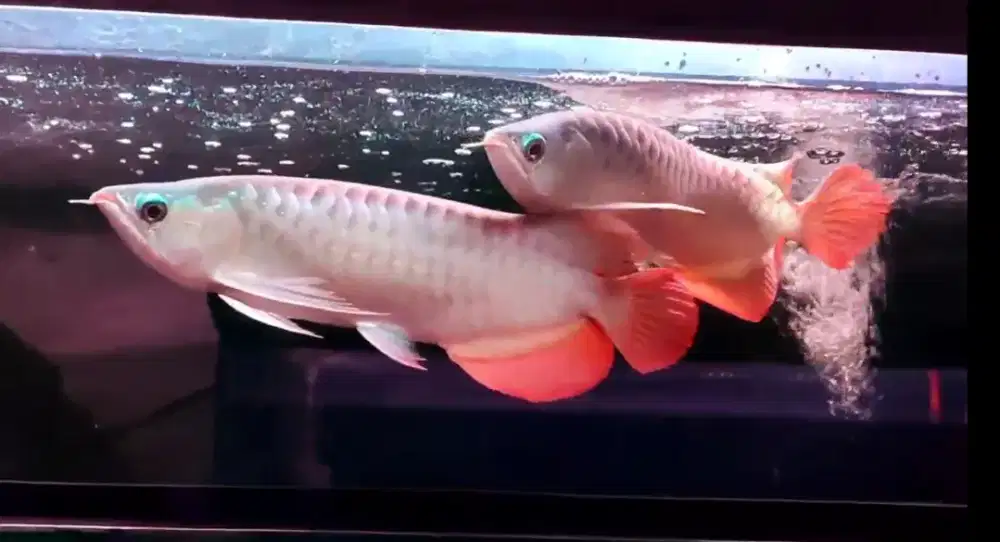 Arwana super red 35 cm