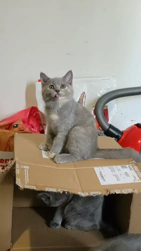 KUCING BSH BRITISH SHORT HAIR LINCAH SEHAT USIA 4 BULAN