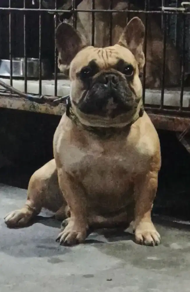 French Bulldog jantan ,body kekar dan bersih