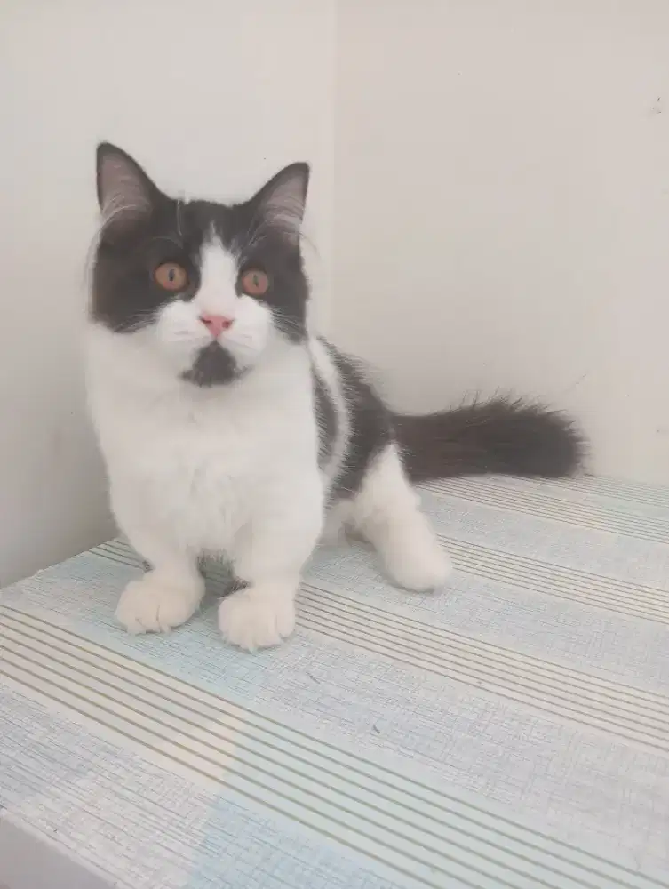 Munchkin kitten jantan 4 bulan