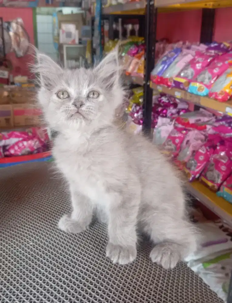 Kucing persia kitten jantan