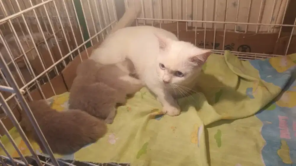 Bsh white cinamon carrier bawa 3 anak