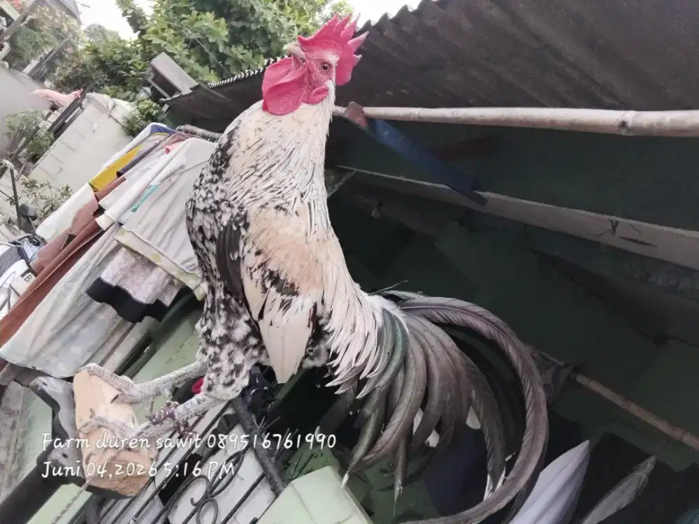 Ayam ketawa durasi panjang