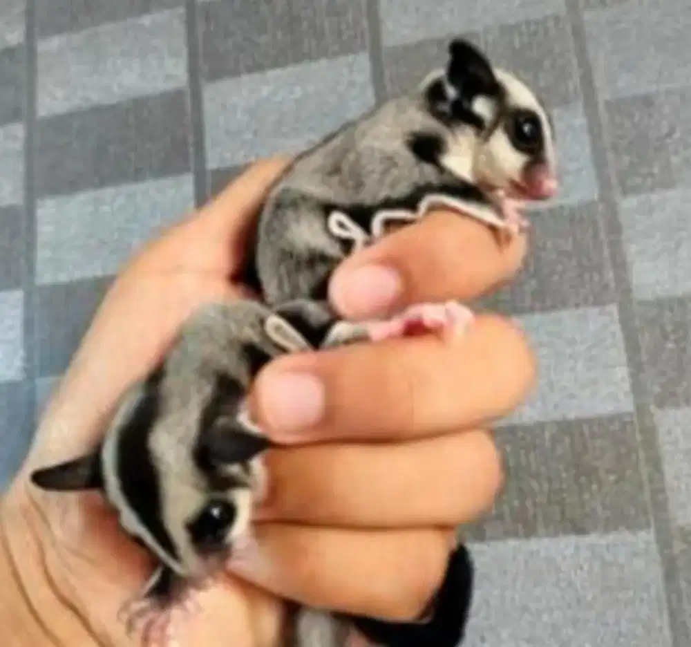 Sugar Glider White Face Sepasang Jinak Hasil Ternakan