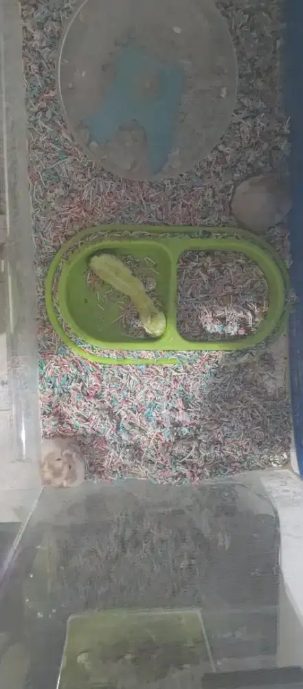 Hamster winter white sepasang indukan