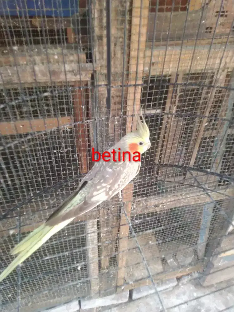 Burung falk betina