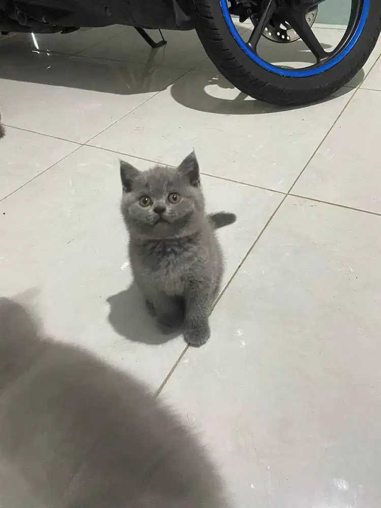 Kitten British Shorthair