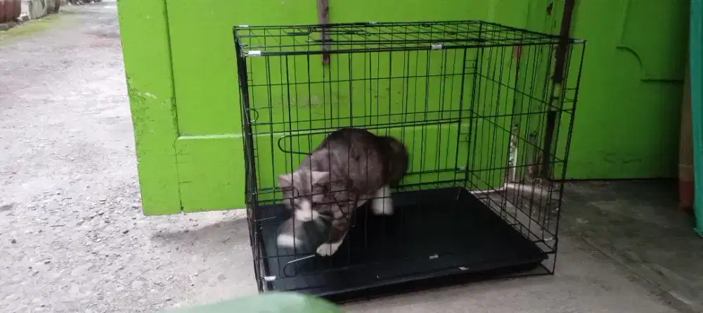 Kandang kuncing si manis