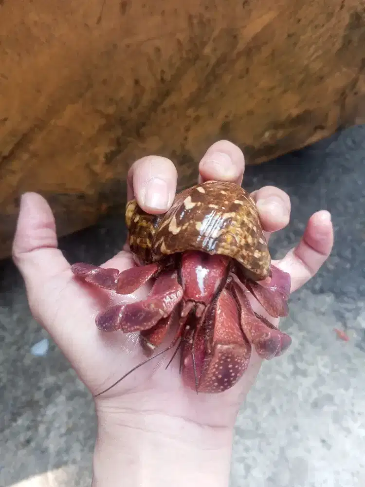 Kelomang brevimanus